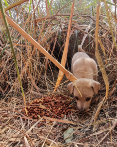 Feeding Run Puppy